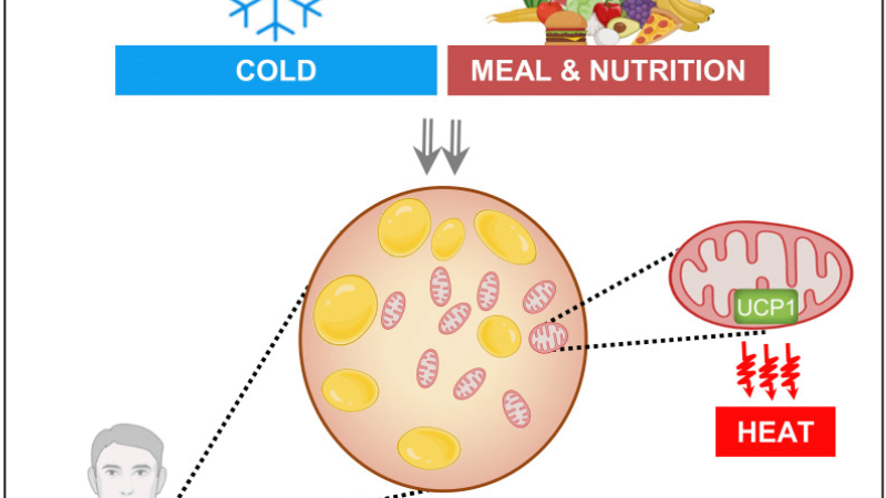selection of thermogenic foods such as chili peppers, green tea, and berries