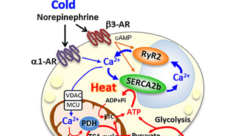 diagram showing UCP1 uncoupling mechanism in brown fat mitochondria