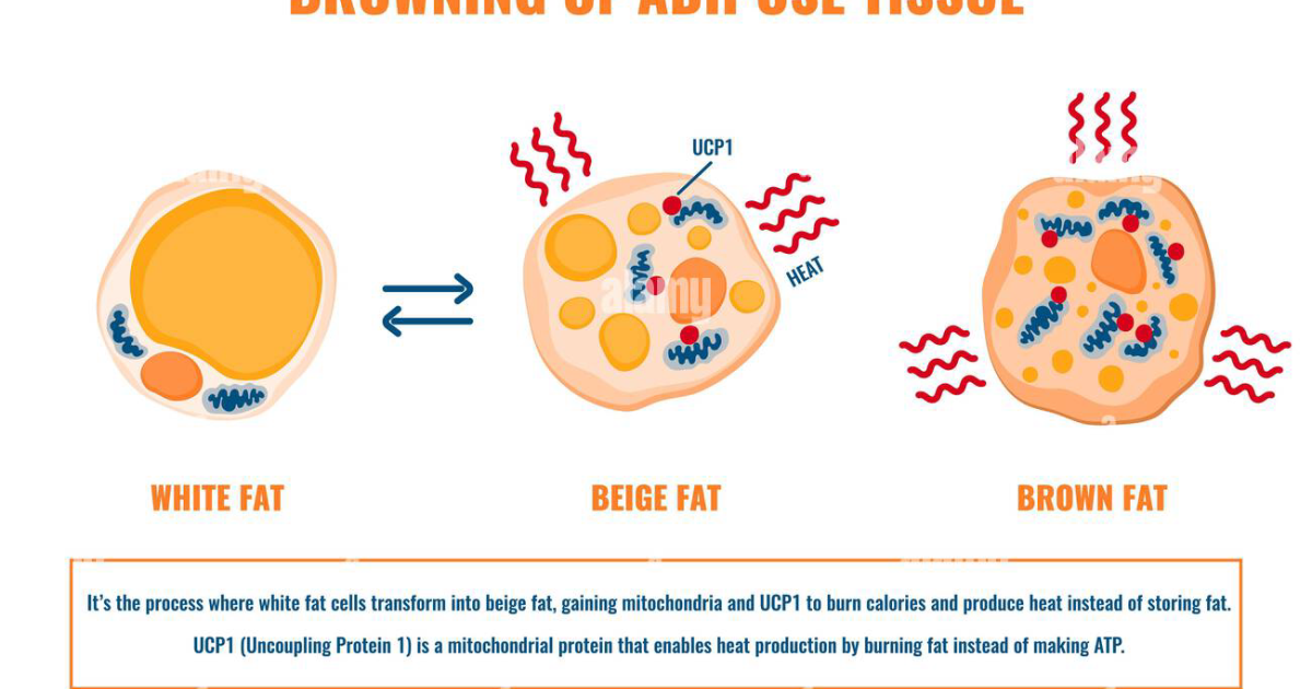 Black Wood Tea: Unlocking Brown Adipose Tissue for Sustainable Weight Loss