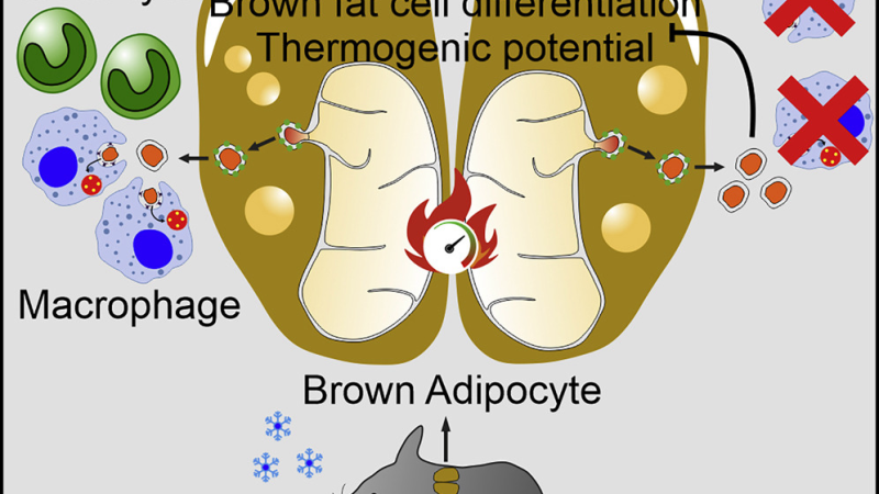 visceral fat accumulation around abdominal organs illustration
