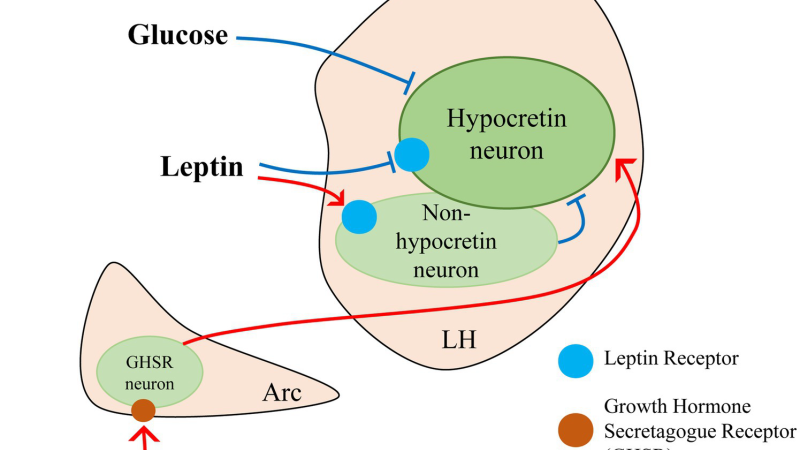 mitochondria in brown adipose tissue glowing during thermogenesis