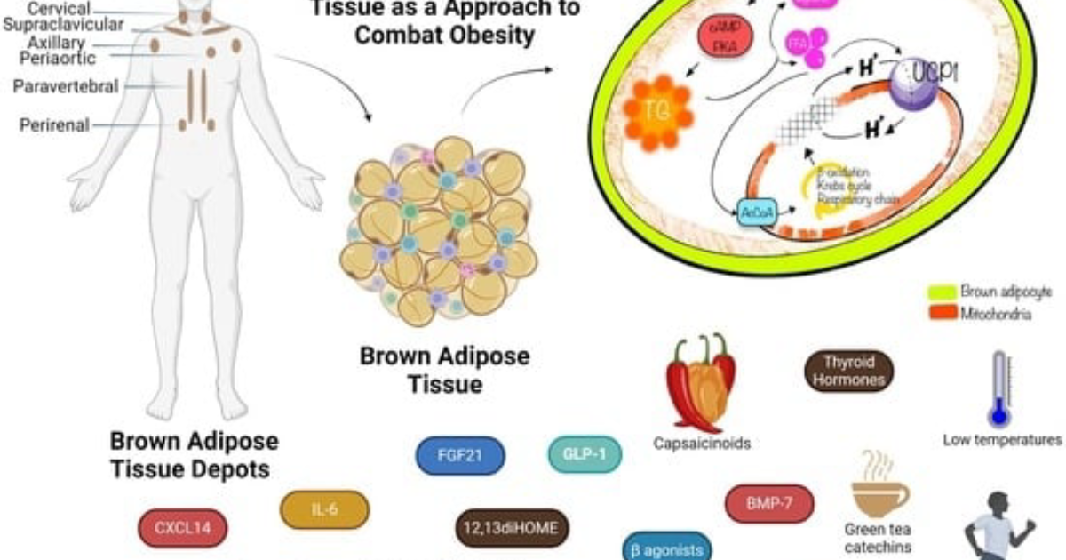 Menovelle: Breaking Leptin Resistance Through Brown Fat Activation for Natural Weight Loss
