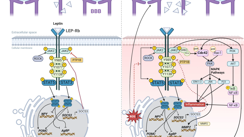 leptin resistance mechanism diagram