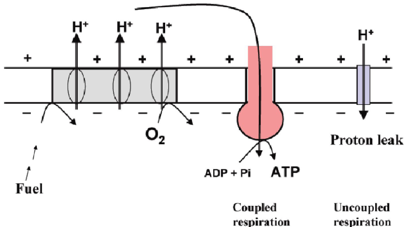 mitochondria with UCP1 proton leak diagram