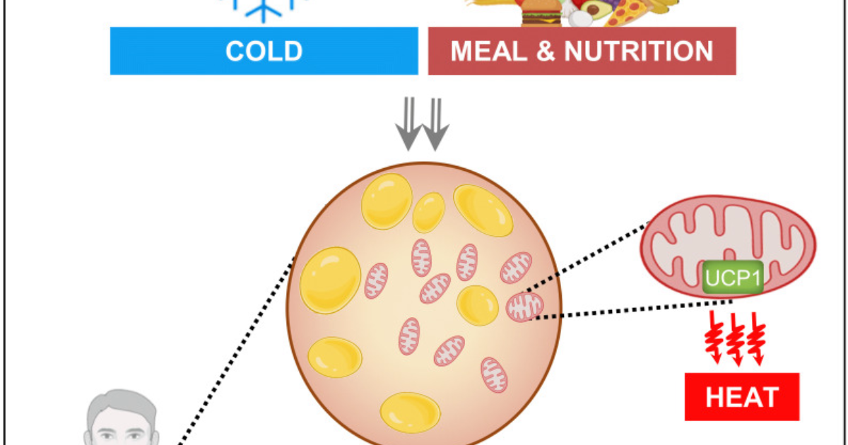 MounjaBoost: Unlocking the Metabolic Keys to Brown Fat Activation and Sustainable Weight Loss