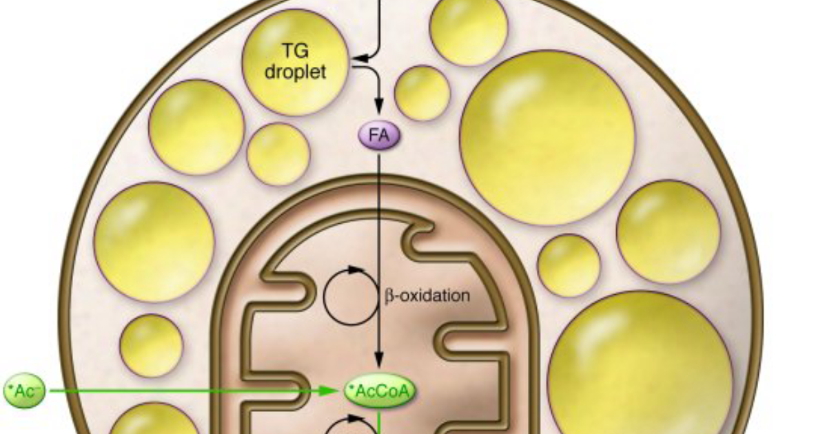 Primebiome: The Metabolic Furnace: How Activating Brown Adipose Tissue Rewires Your Calorie Burn