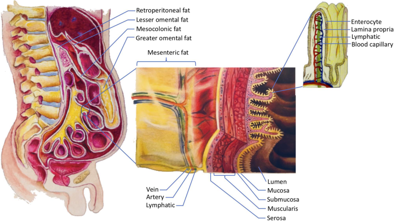 visceral abdominal fat deposit diagram