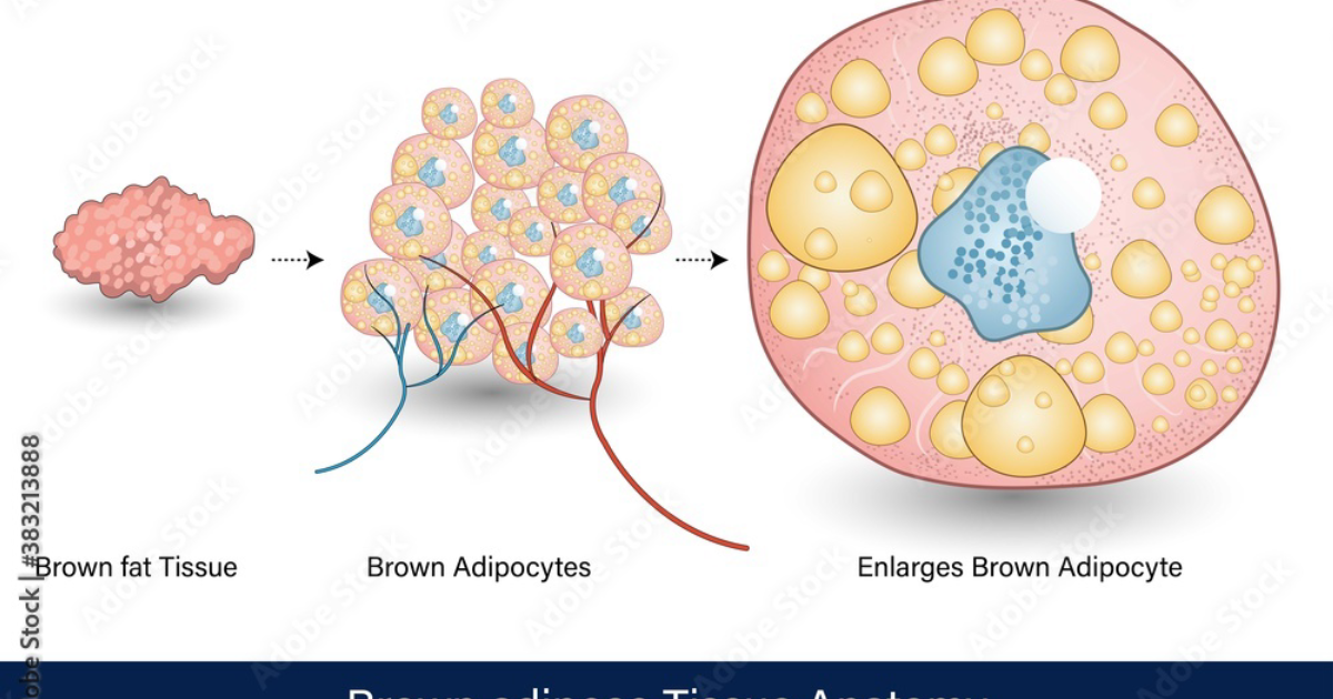 Primebiome: The Metabolic Furnace: How Activating Brown Adipose Tissue Rewires Your Calorie Burn