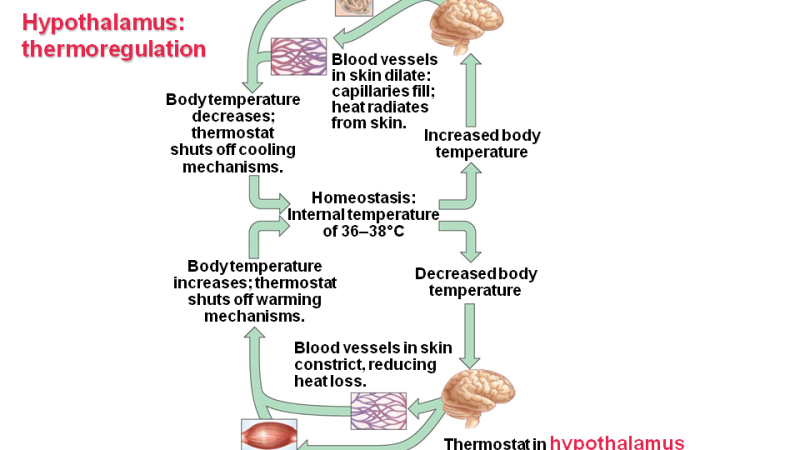hypothalamus thermoregulation diagram