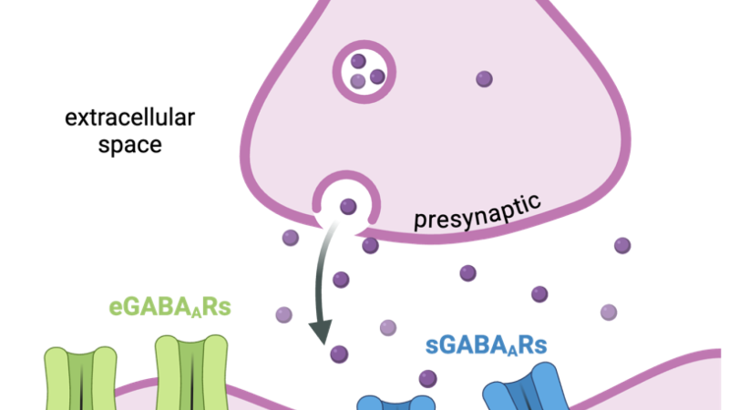brain neurotransmitter receptors GABA serotonin illustration