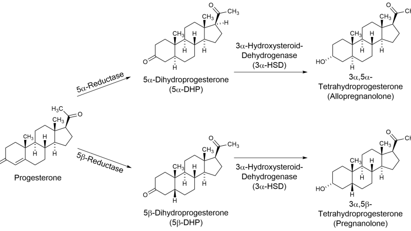 progesterone metabolite pathway allopregnanolone synthesis diagram