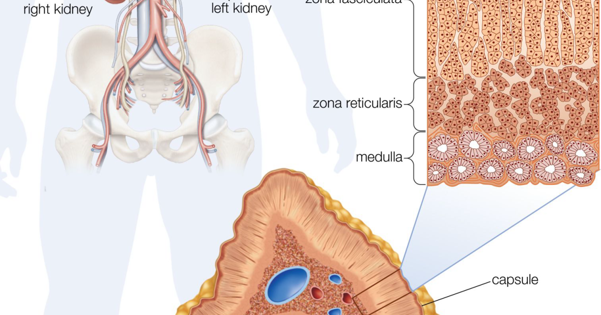 Clarexin Intestinal Parasite Cleanse: How Adrenal Androgens Like DHEA and Pregnenolone Support Hormonal Balance During Menopause