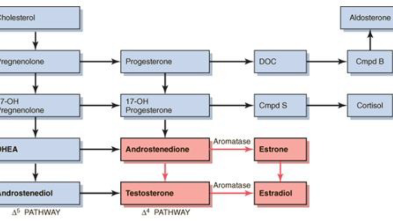 adrenal gland anatomy illustration