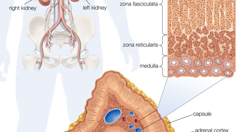 adrenal glands and ovaries anatomical chart