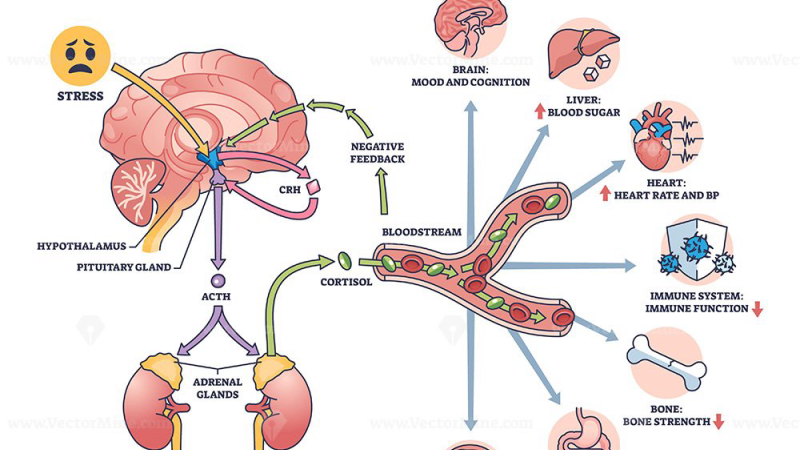 diagram of HPA axis and estrogen metabolism pathway