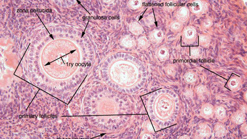 microscopic view of ovarian follicle with cortisol pathway overlay