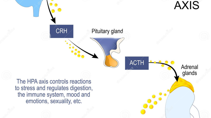 female stress hormones hypothalamus pituitary adrenal axis diagram