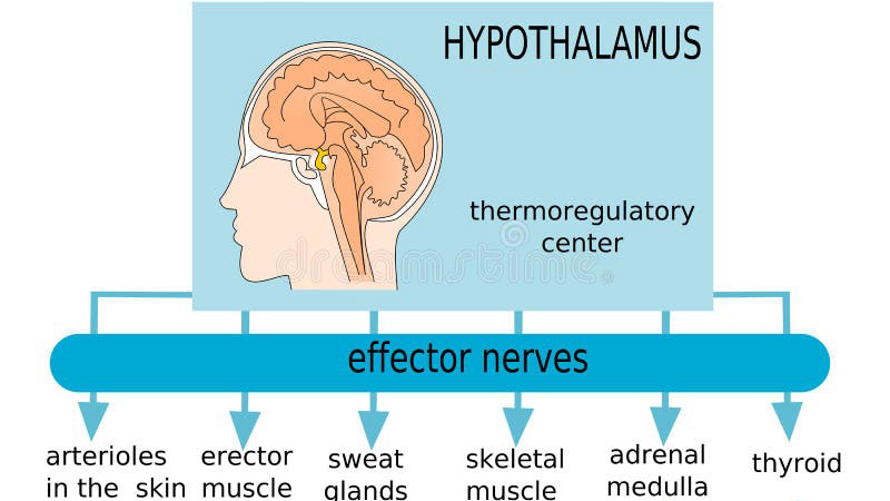hypothalamus temperature regulation diagram