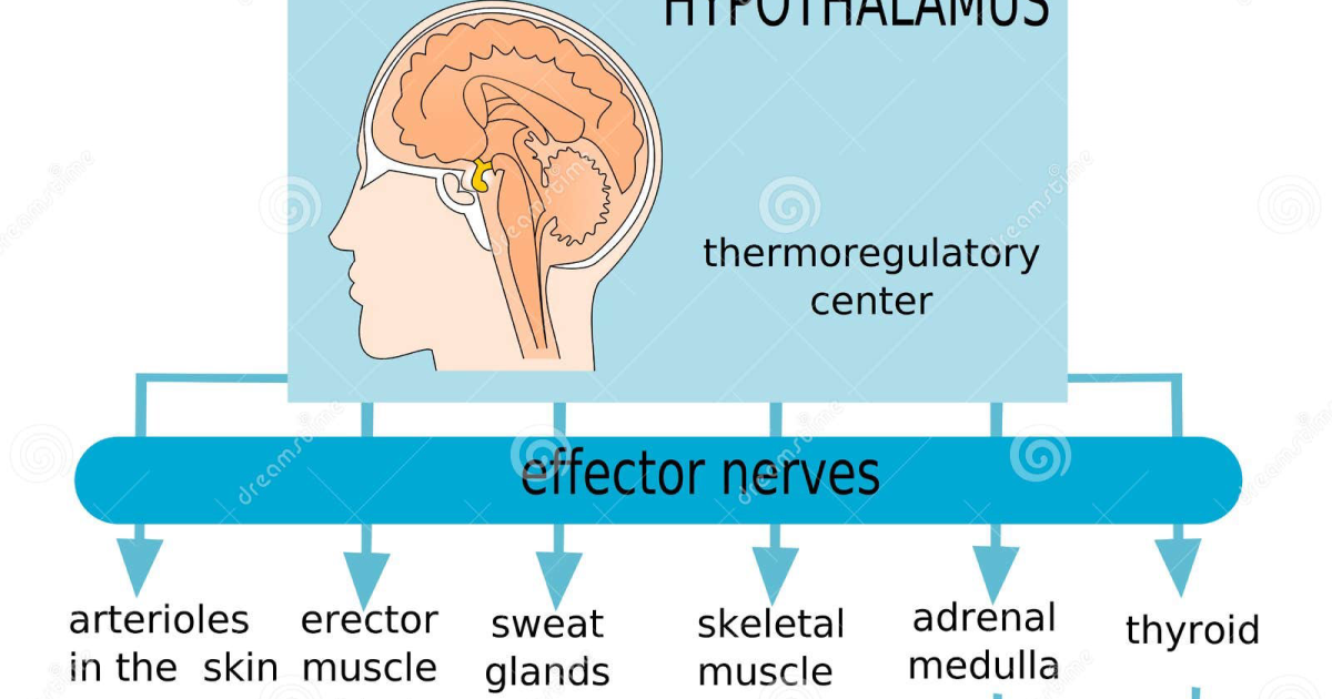 Clarexin Intestinal Parasite Cleanse: How Kisspeptin Neuron Dysregulation Fuels Menopausal Hot Flashes and the Natural Pathway to Relief