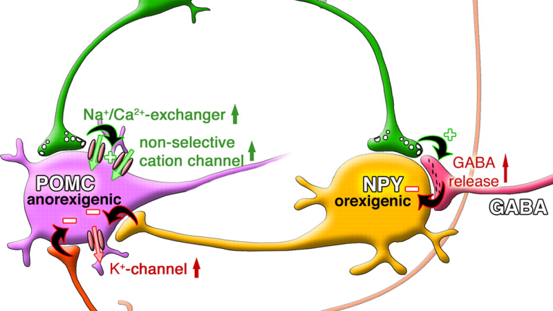 hypothalamic kisspeptin neuron pathway illustration