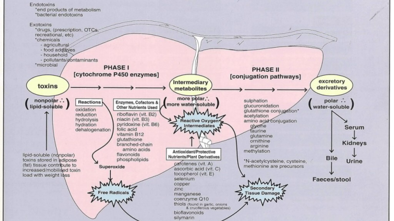 broccoli, kale, leafy greens methylation cycle