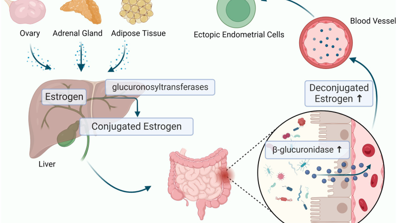 gut microbiome and hormone balance graphic