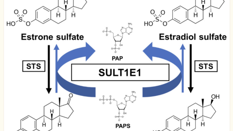 estrogen metabolism pathway liver sulfation illustration