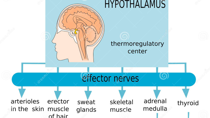hypothalamus temperature regulation diagram