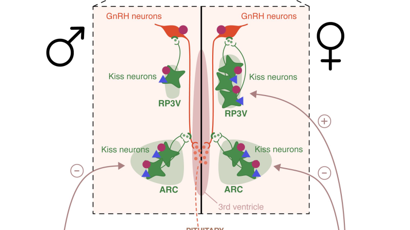 diagram of hypothalamus and estrogen receptor interaction