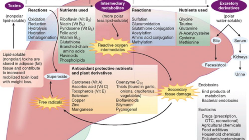 liver detoxification pathway enzymes diagram