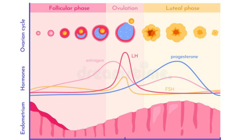 estrogen progesterone receptor binding illustration