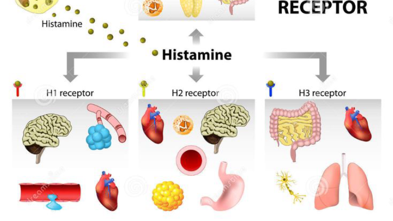 histamine mast cell estrogen receptor illustration