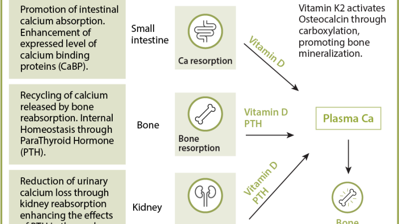 diagram calcium magnesium vitamin K2 metabolism
