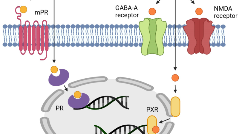 female hormones progesterone receptor illustration