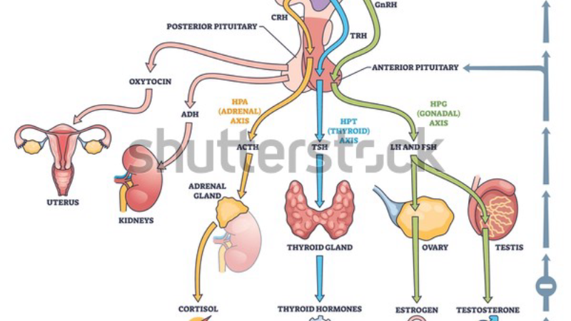illustration of HPA axis and ovary showing cortisol pathway