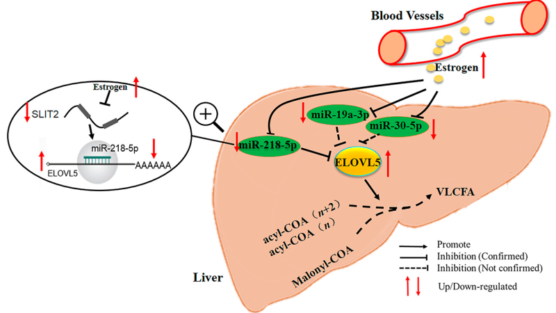 liver anatomy with estrogen molecule pathway diagram