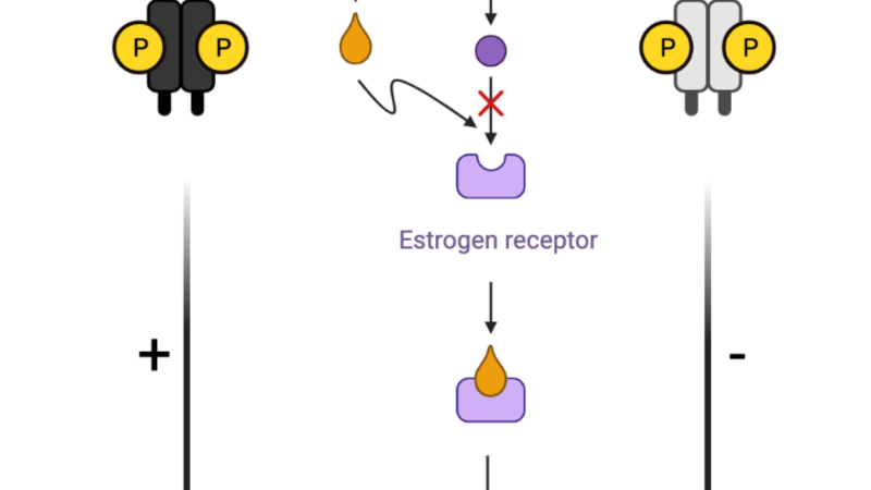 illustration of insulin receptor and estrogen receptor interaction on cell membrane