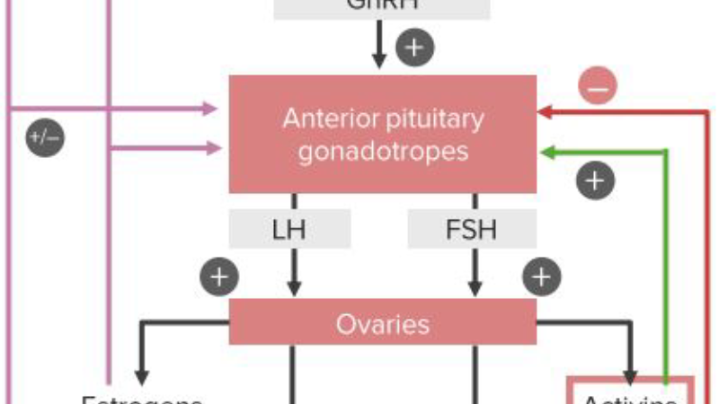 hypothalamic-pituitary-ovarian axis diagram female hormones