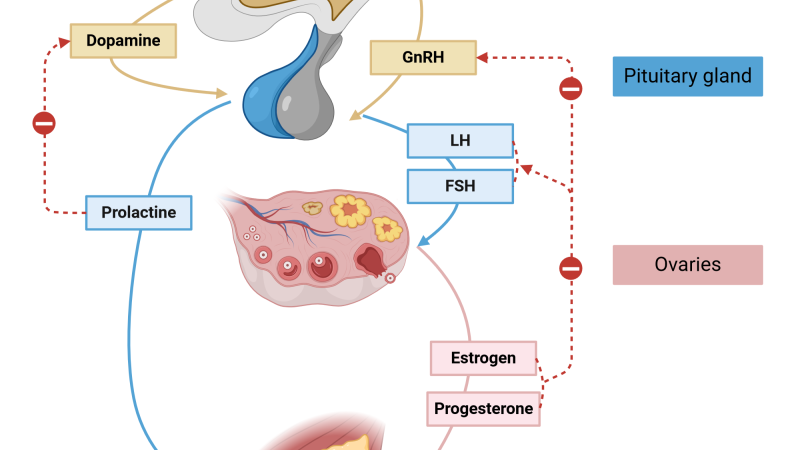 hypothalamic-pituitary-ovarian axis diagram