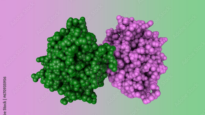 progesterone receptor molecular structure illustration