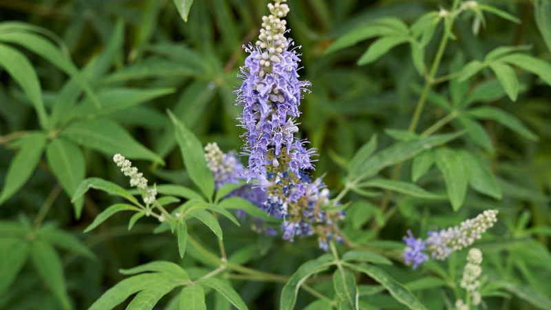 vitex agnus-castus plant and berries