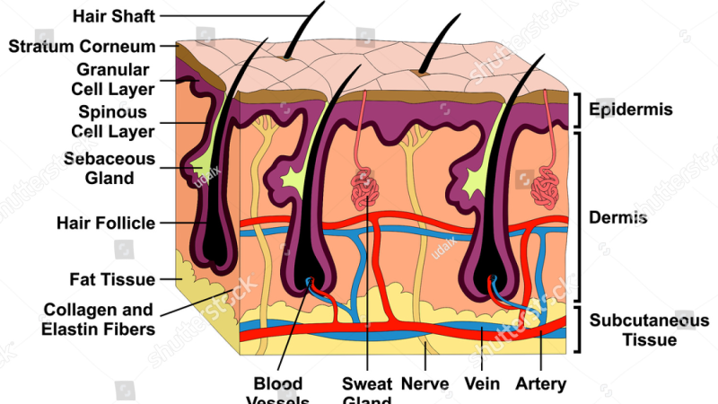 cross-section of skin layers showing progesterone absorption into capillaries