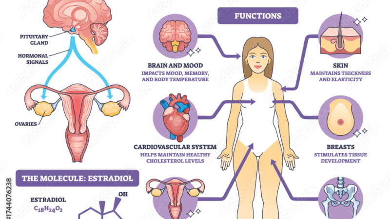 illustration of uterus with estrogen receptors highlighted