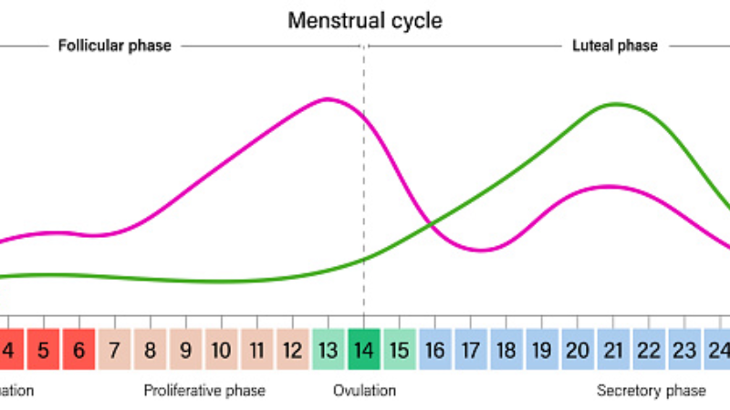 menstrual cycle graph showing hormone levels