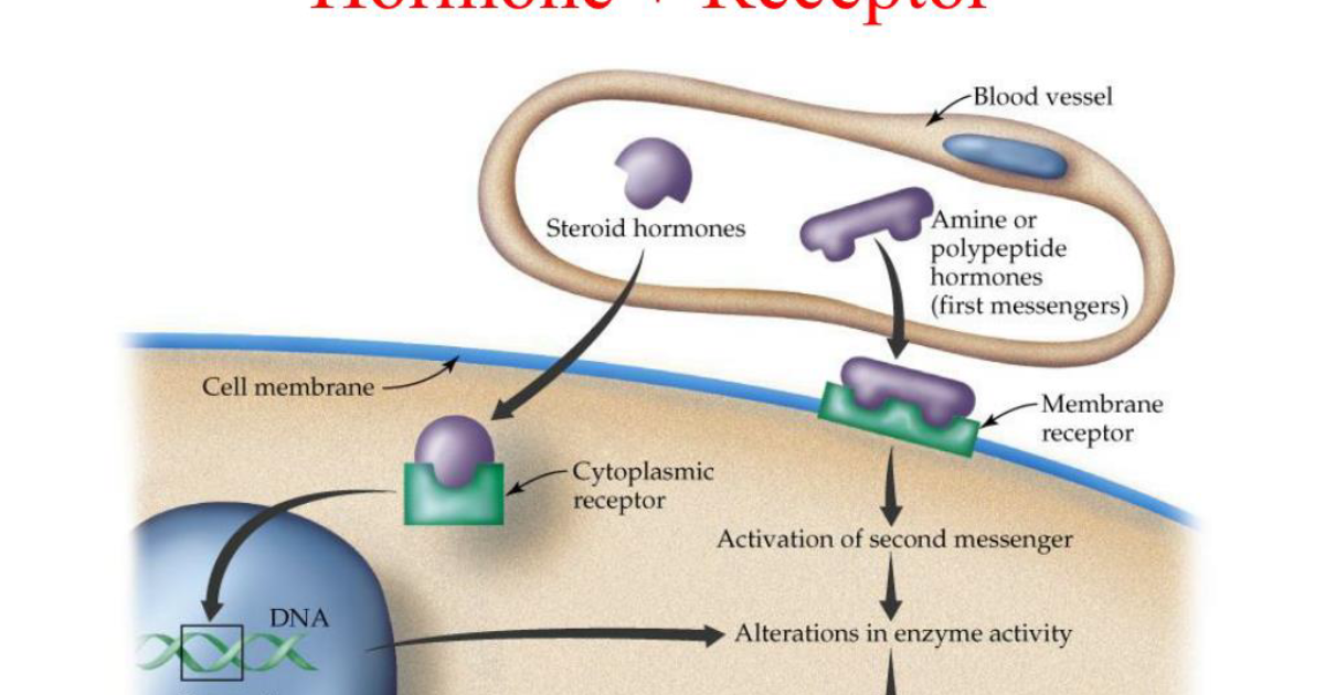 ThyraFemme Balance: The Science of Bioidentical Hormones – Matching Molecular Structure to Receptor Affinity for Lasting Endocrine Harmony